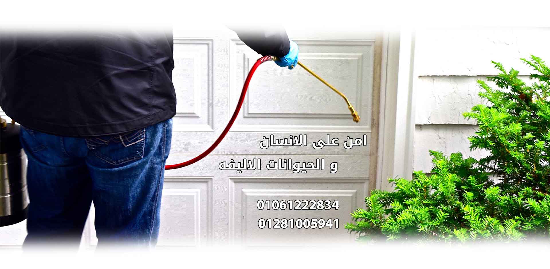 مكافحة النمل